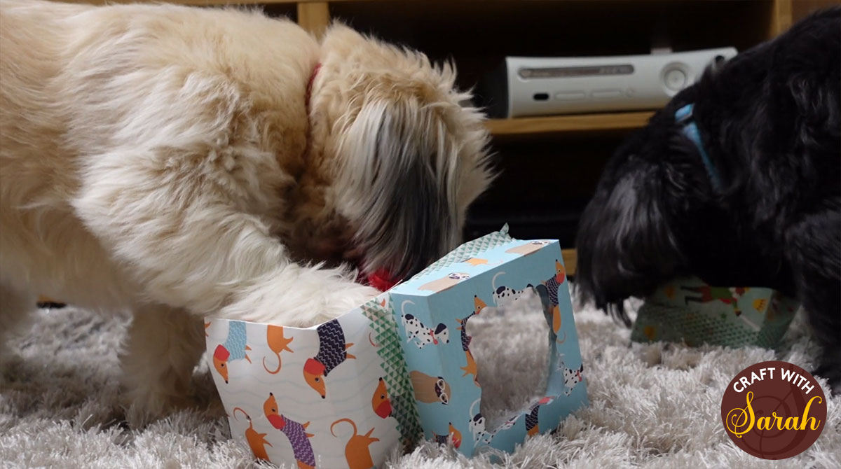 Dogs with DIY dog puzzle toys