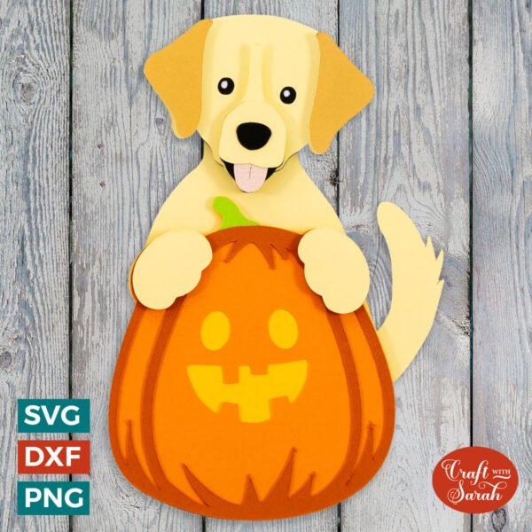 Labrador Retriever Pumpkin