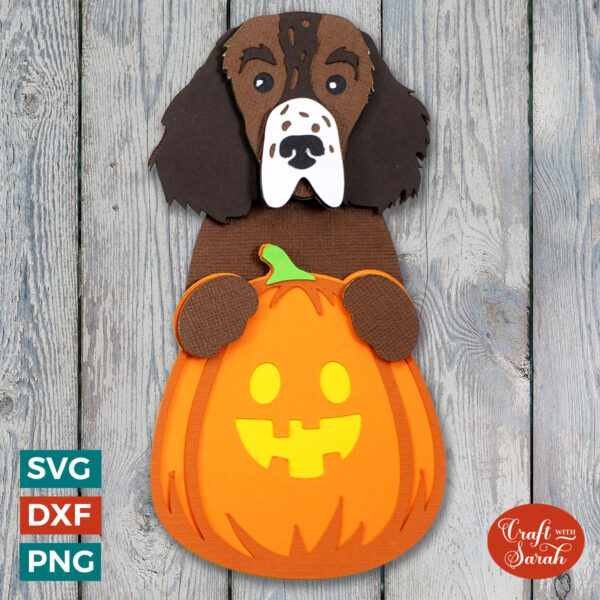 Springer Spaniel Pumpkin